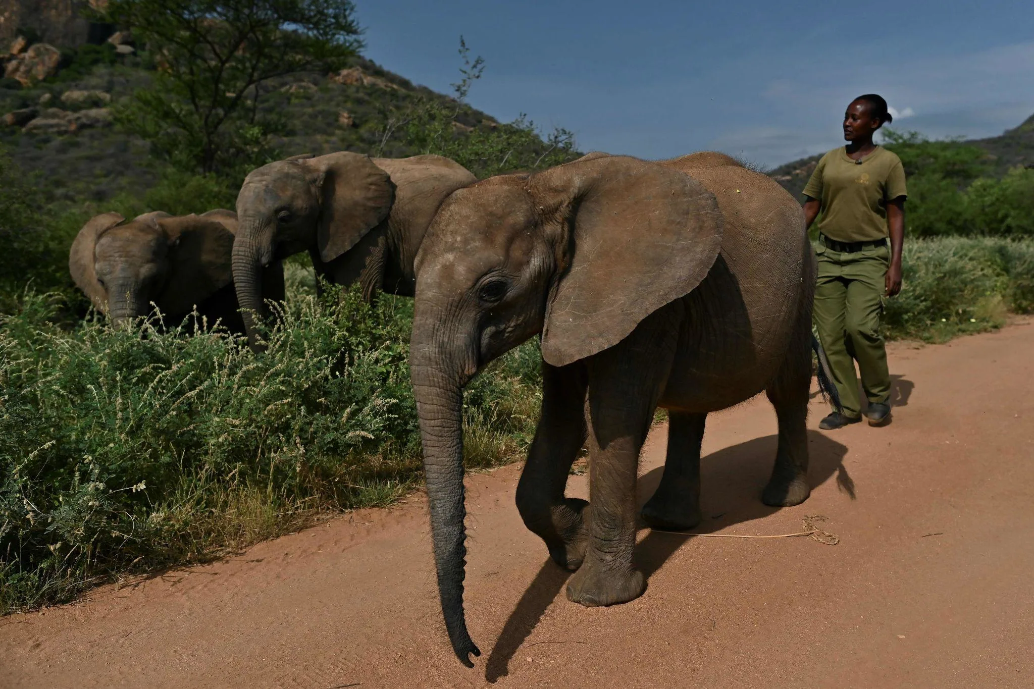 Wildlife rangers protecting elephants in Amboseli